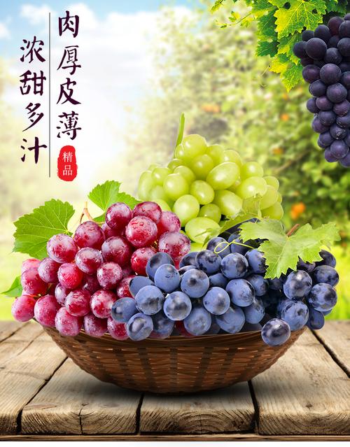新鲜夏黑葡萄孕妇水果榨汁甜美多汁七月上旬左右成熟 新余